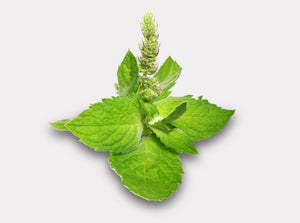  Tulsi