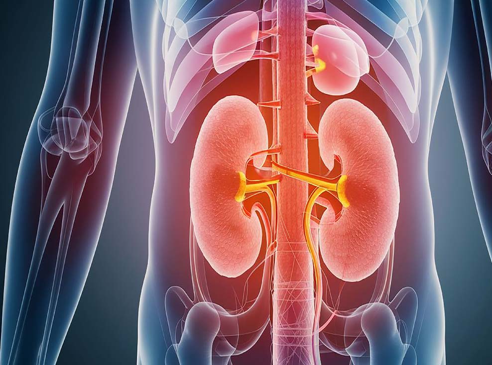 Improve kidney health